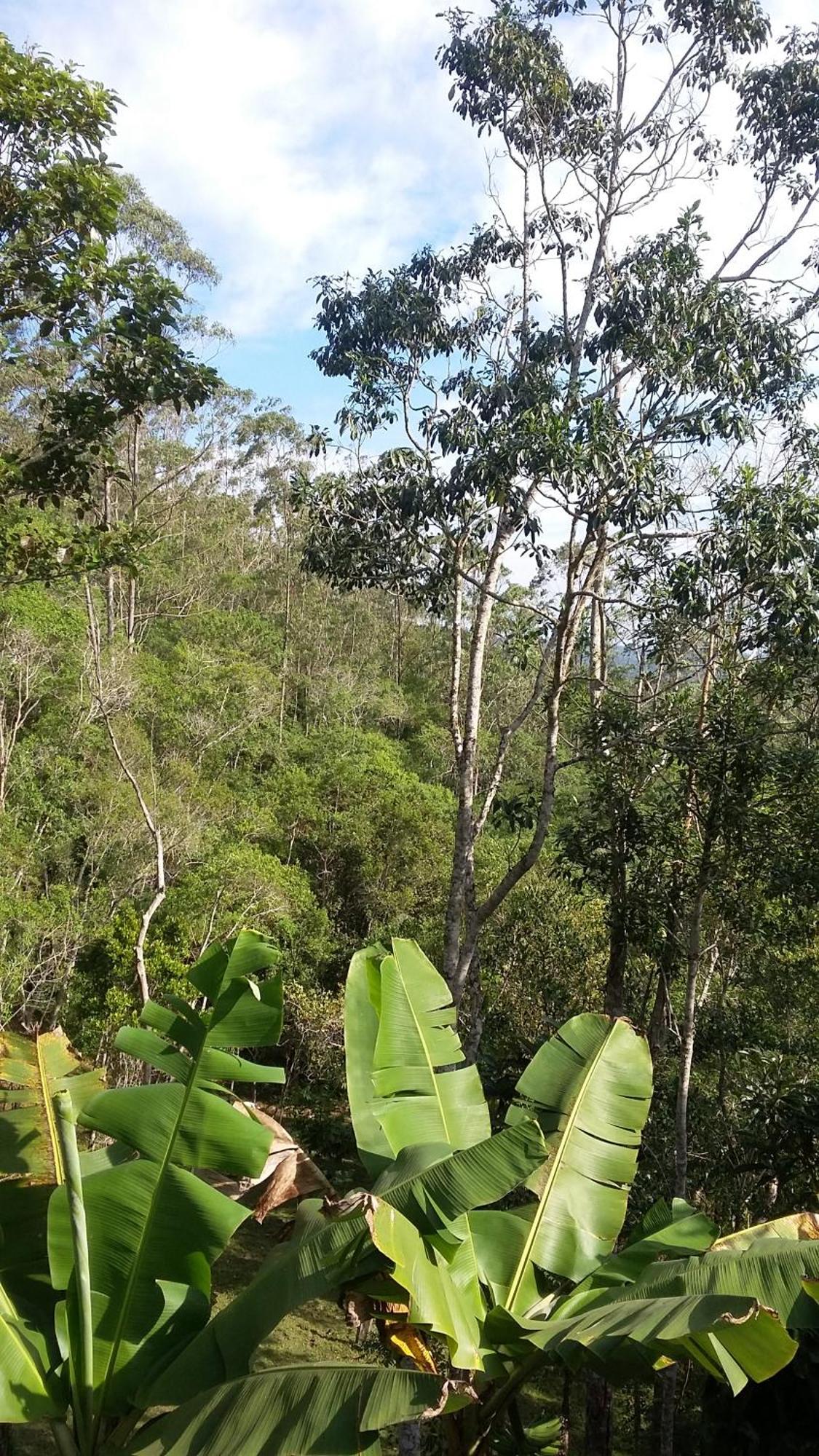Kitnet Em Meio A Mata Atlantica Juquitiba Eksteriør billede